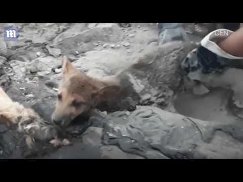 شاهد إنقاذ 3 كلاب صغيرة عالقة في القطران