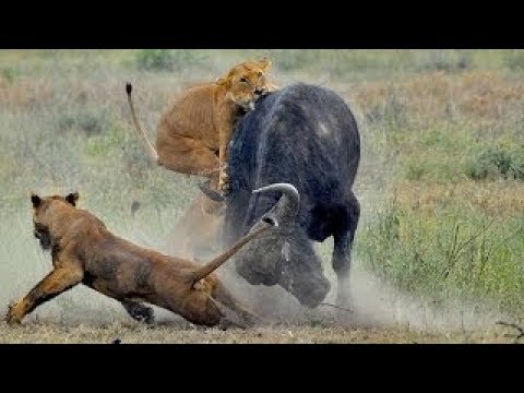 شاهد الهجمات أكثر من المدهش الحيوانات 2017