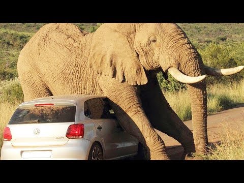 شاهد أشرس هجمات الحيوانات على السيارات