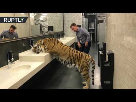 أنثى نمر تشرب الماء من غرفة استراحة في سيرك موسكو