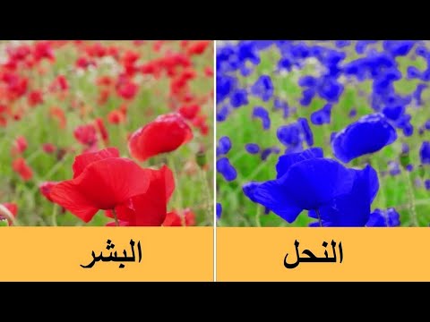 شاهد كيفية رؤية العالم الخارجي بواسطة الحيوانات