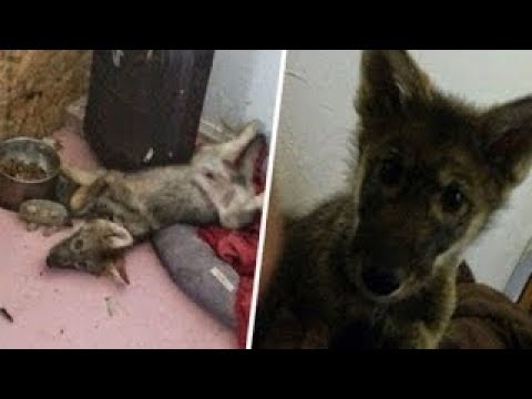 رجل يتخيل أنه كان يربي كلبًا جميلًا