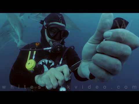 لقطات غريبة لغطاس يقطع يده في مياه مليئة بأسماك القرش