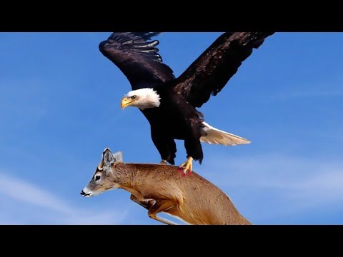 شاهد حقائق مبهرة وغريبة عن الطيور