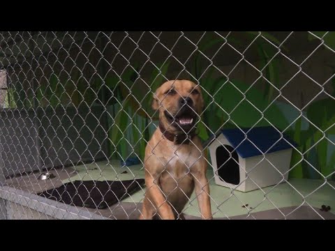 حياة ثانية تكتب للكلاب الشاردة داخل مأوى للإيواء