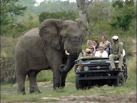 شاهد فيل ضخم يثير فزع سياح داخل حديقة سفاري