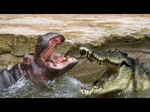 شاهد أشرس وأعنف المعارك التمساح مقابل فرس النهر