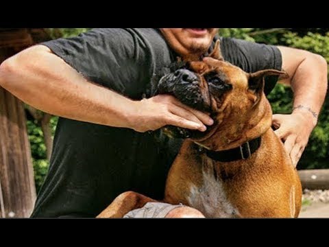 أخطر وأشرس أنواع الكلاب التي تهاجم البشر