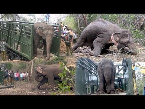  كيف يقوم الهنود باحتجاز الفيلة رغم ضخامتها