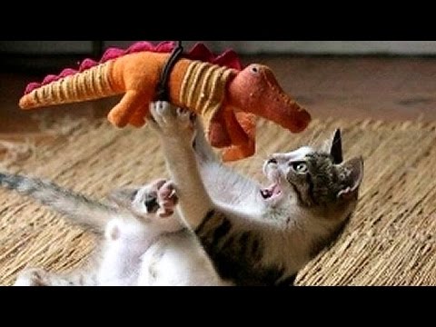 أغرب المواقف المضحكة مع الحيوانات