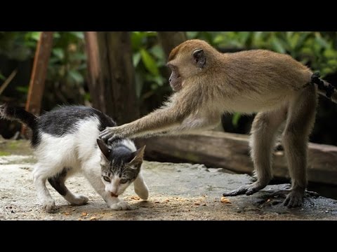 أفضل وأطرف المقاطع الكوميدية للحيوانات