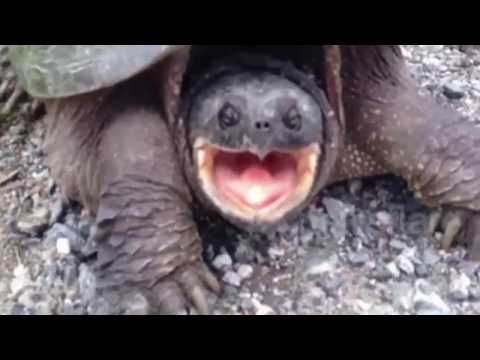 شاهد سلحفاة تعض رجلاً حاول إطعامها