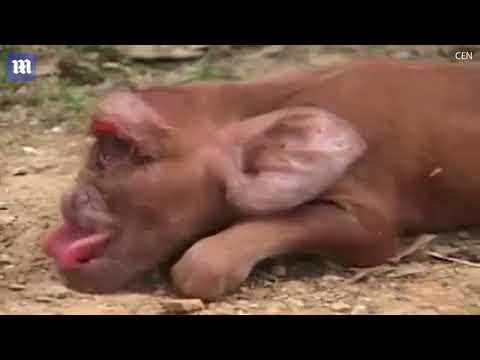 شاهد ولادة غريبة لخنزير بعين واحدة يشبه القرد