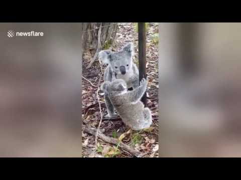 شهد كوالا تنقذ طفلها العالق في الأسلاك الشائكة