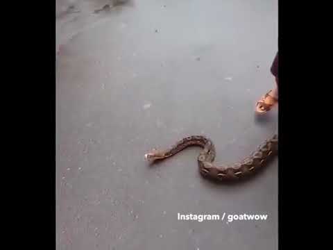  طفل شجاع يرقص أمام ثعبان ضخم 