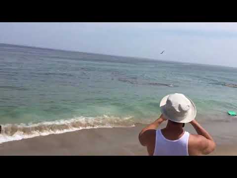 بالفيديو قرش كبير يهاجم سباحين على بعد أمتار من شاطئ