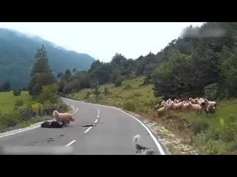 شاهد خروف يلقّن صاحبه علقة ساخنة قبل حلول العيد