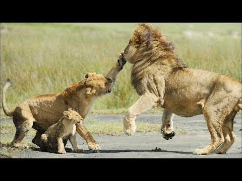 شاهد  حيوانات شجاعة نجحت في إنقاذ صغارها