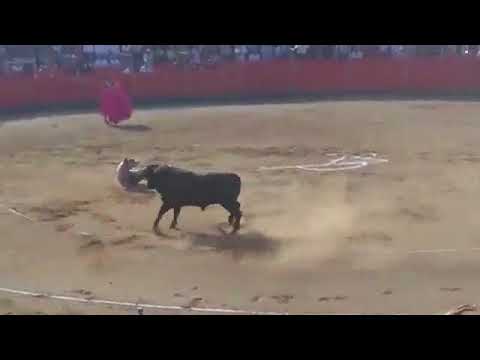 بالفيديو ثور يهاجم رجلًا حاول الدفاع عنه