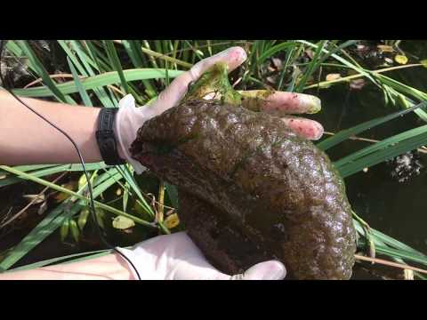 العثور على مخلوق غريب يشبه المخ البشري