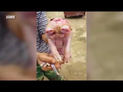 ولادة خنزير مشوّه برأسين وأنفين وثلاثة عيون
