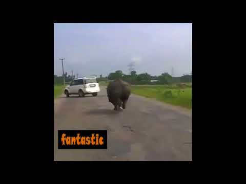 خرتيت يهاجم سرب سيارات ويدفعها للفرار أمامه