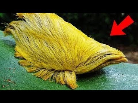 الدودة ذات الريش الأصفر قاتلة كل من يقترب منها