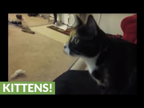 قطة تلجأ إلى الثلاجة للهروب من ارتفاع درجات الحرارة