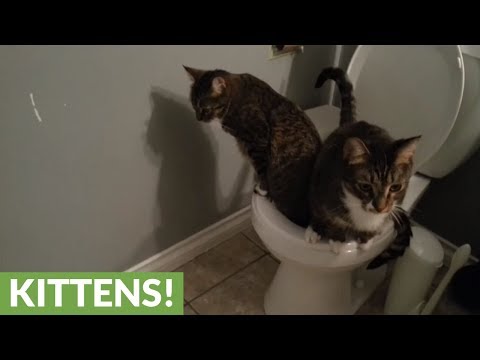 قطط تلتزم بقواعد المنزل وتقضي حاجاتها في المرحاض