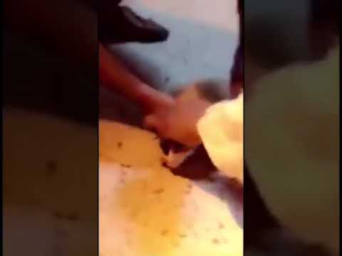 شاهد شاب يساعد قطة مشلولة على المشي بطريقة رائعة