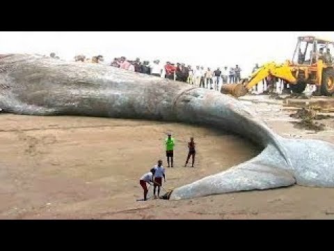 أكبر حيوان مرعب في العالم يثير الجدل والفزع معًا