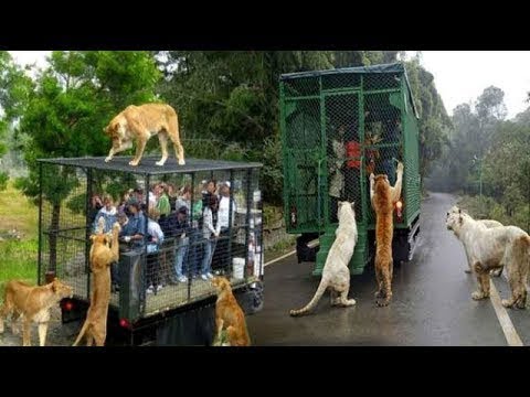 تصرفات عجيبة للحيوانات إذا لم تستطع الوصول للناس