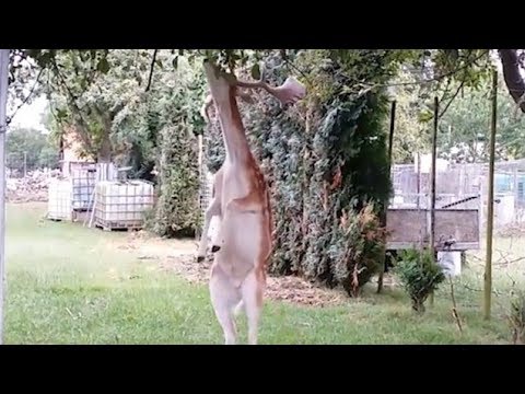 شاهد غزال يستخدم ذكاءه في الحصول على التفاح