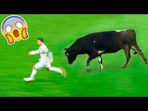 شاهد 8 حيوانات اقتحمت مباريات لكرة القدم