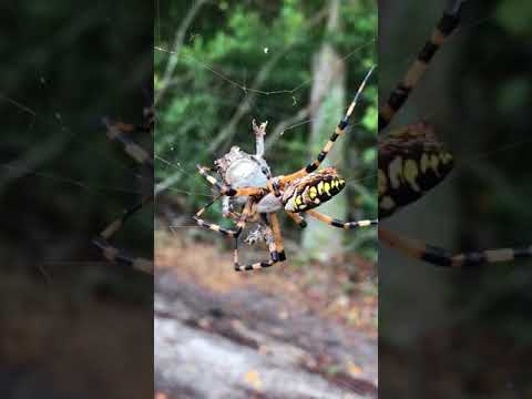 عنكبوت يصطاد ضفدع بطريقة مدهشة