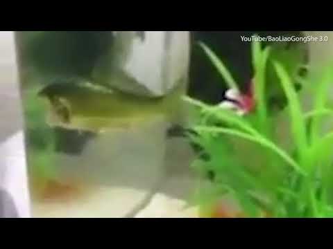 شاهد سمكة تسبح 3 أيام بعد قطع رأسها