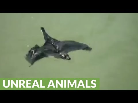 خفاش يهرب من حرارة الجو بالسباحة في الهند