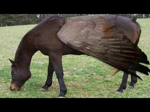 شاهد 10 خيول هجينه لن يصدق أيّ أحد بأنها موجودة