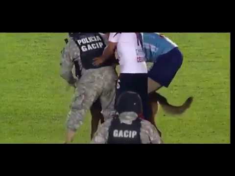 كلب يقتحم مباراة في بوليفيا واللاعبون يطاردونه