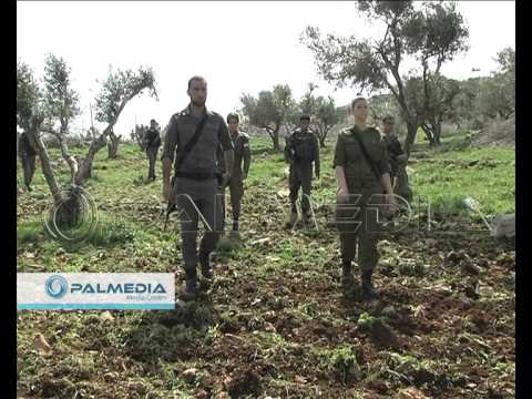 مستوطنون يقتلعون أشجار الزيتون في نابلس