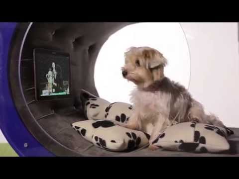 تصميم منزل للكلاب بتكلفة 20 ألف إسترليني فيديو