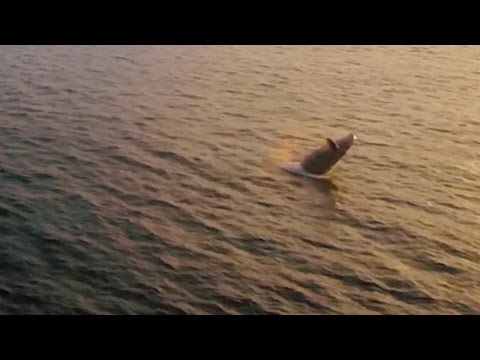 الكشف عن حوت يلهو ويلعب بالصدفة