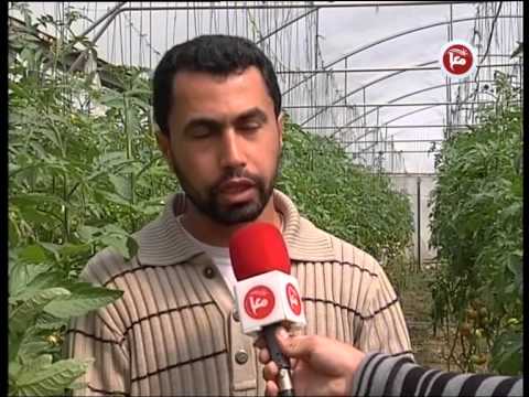 بعد منع تصديرها لثمانية أعوام خضروات غزة تدخل إسرائيل