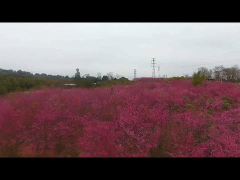 شاهد بحر من ألوان أزهار الكرز في مدينة قانشو الصينية