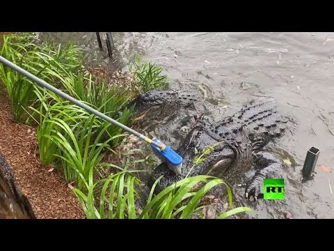 شاهد أستراليا من الحرائق إلى الطوفان والخسائر تتزايد
