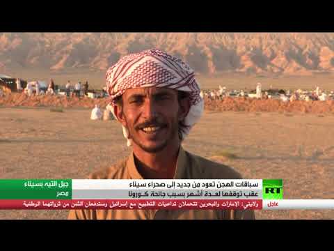 سباقات الهجن تعود من جديد إلى صحراء سيناء