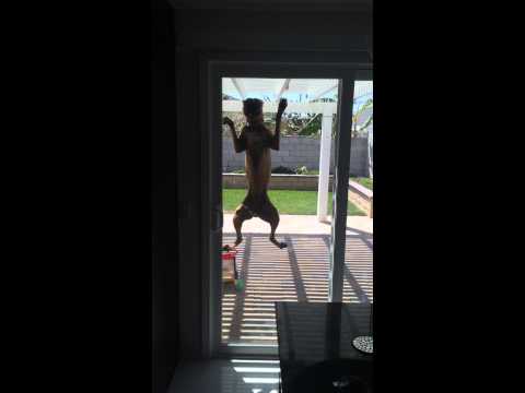 شاهد كلب يصر على دخول المنزل من باب مغلق