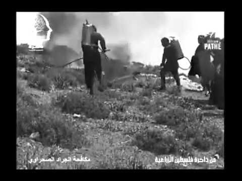 شاهد مكافحة الجراد الصحراوي العام 1915