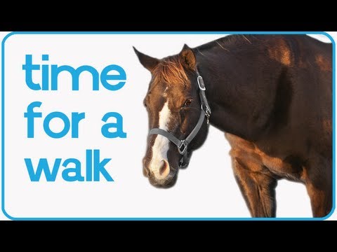 شاهد كلب يتقمص دور الأب لحصان