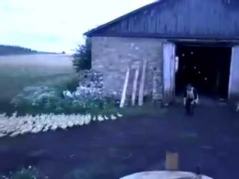 شاهد روسي يعلم البط النظام العسكري